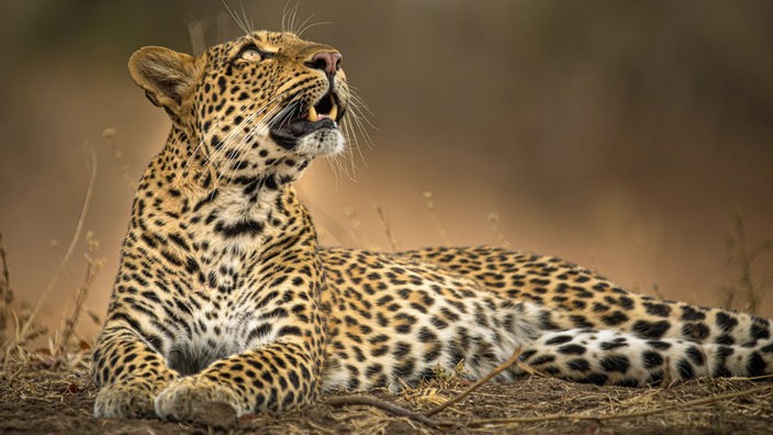 Eine Leopardin liegt auf der Erde und hat ihren Kopf hoch erhoben.