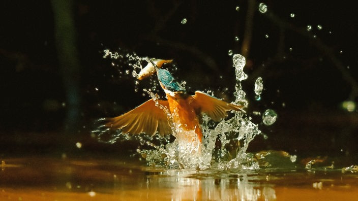 Eine Zeitlupenaufnahme von einem Vogel, der mit einem Fisch im Schnabel aus dem Wasser auftaucht und sich Wassertropfen um ihn herum ausbreiten.