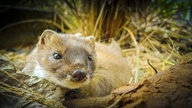 Nahaufnahme von einem Marder, der in die Kamera schaut.