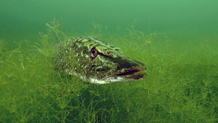 Ein Hechtkopf schaut aus einem Dschungel an Wasserpflanzen heraus.