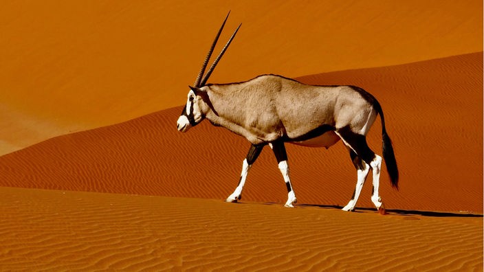 Eine Orxy antilope mit sehr langen Hörnern läuft durch Namibias roter Sandwüste.