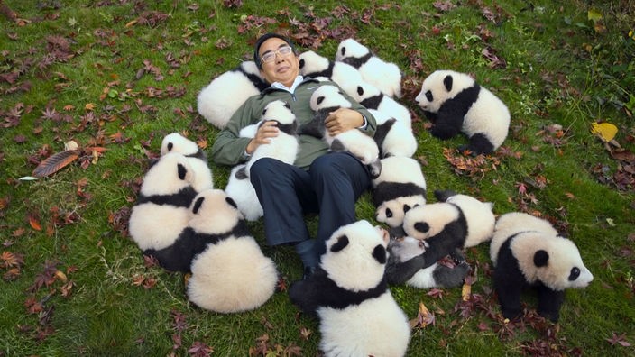 Ein chinesicher Wissenschaftler liegt auf einer Wiese, auf ihm und um ihn herum sind viele Pandabiabies. 