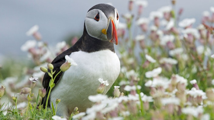 Nahaufnahme: Ein Papageientaucher steht in einer Blumenwiese mit kleinen weißen Blüten.