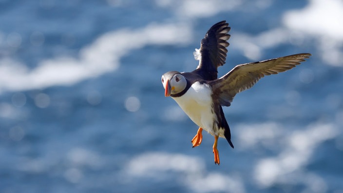 Ein Papageientaucher fliegt