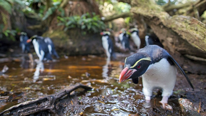 Pinguine wandern durch einen Bach im Wald.