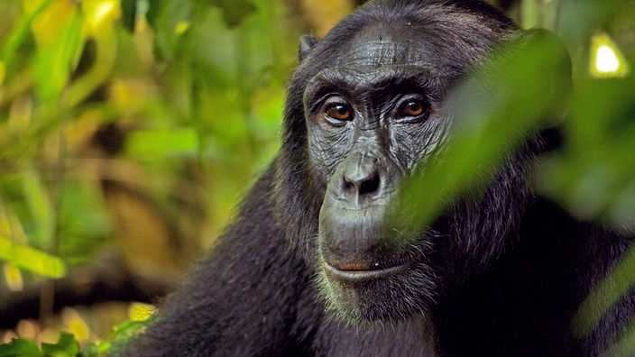 Eine Großeaufnahem von einem Schimpansen, der hinter Blättern hervorschaut.