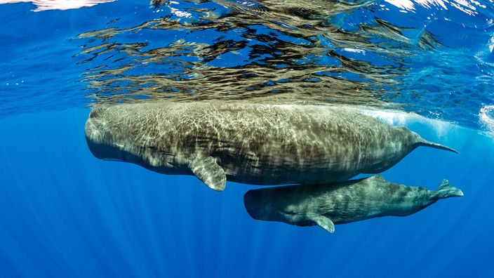 Unter dem Bauch einesPottwalweibchen schwimmt ihr Junges.