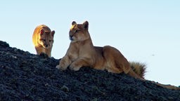 Ein Pumaweibchen liegt auf einem Felsen und beobachtet die Umgeben, während ihr Junges hinter ihr steht.