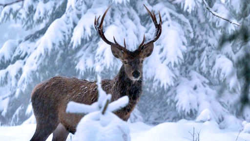 Ein Rehbock steh in einem tiefverschneiten Wald und schaut Richtung Kamera.