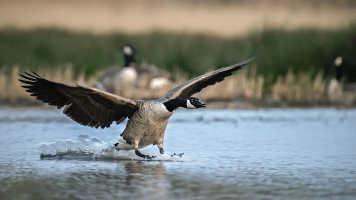 eine kanadische Wildganz landet auf dem Wasser