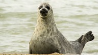 Seehund am Wolfgastrand