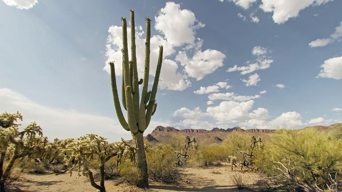 Ein fast zwanzig Meter hoher Kaktus mit einer Vielzahl an Seitenarmen steht in der Wüste inmitten von mittelhohem Gebüsch.