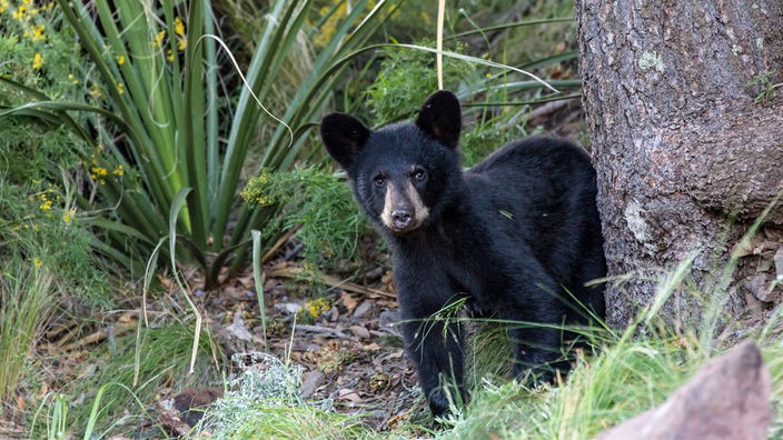Nahaufnahme vone einem Schwarzbären, der neugierig die Gegend beobachtet.