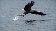 Seeadler fliegt tief über das Wasser und hält einen Fisch in seinen Klauen.