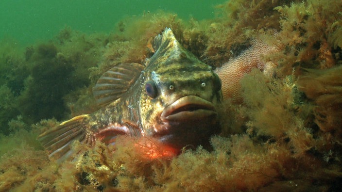 Ein Fisch - Seehase - sitzt auf seinem Laich und wacht darüber.