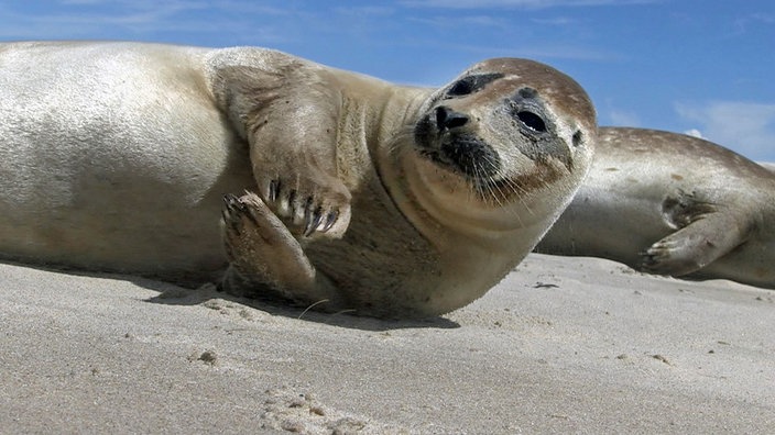 Ein liegender Seehund am Strand schaut neugierig in die Kamera