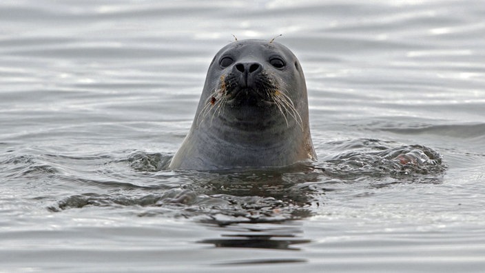 Großaufnahme eines Seehundkopfes im Wasser.