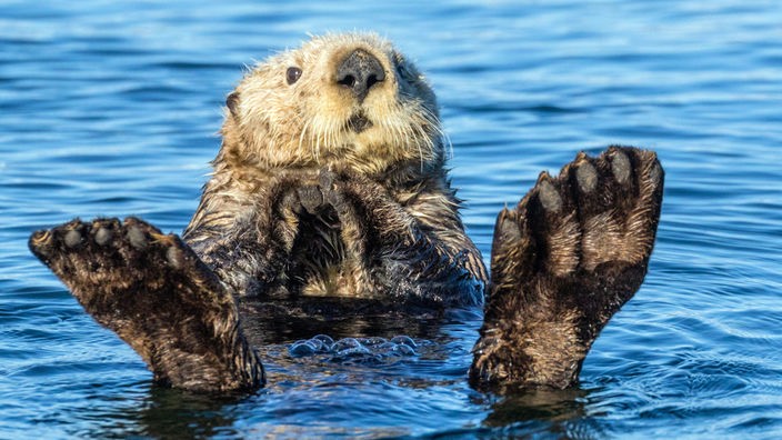 Ein Seeotter liegt mit dem Rücken im Wasser und hält die Füße aus dem Wasser.