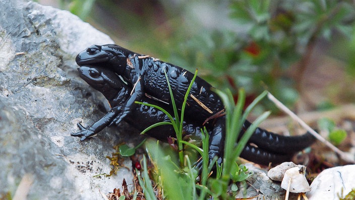 Zwei schwarze Alpensalamander beim Liebesspiel auf einem Stein.