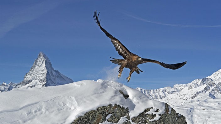 Ein Steinadler gleitet über verschneite Gipfel der Alpen.
