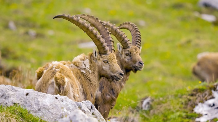 Zwei Steinbock-Männchen mit imposanten langen Hörnern stehen nebeneinander und große Fetzen ihres Winterfells hängen an ihren Körpern herab.