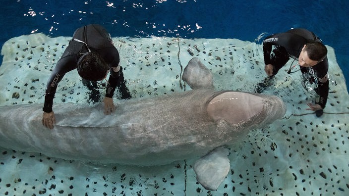 Ein weißer Belugawal liegt auf einer Matte im Wasser und Trainer stehen um ihn herum.