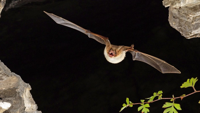 Eine Fledermaus fliegt in der Nacht an einem Felsen vorbei.