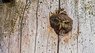 Waldkautz schaut aus einem Baumloch heraus.