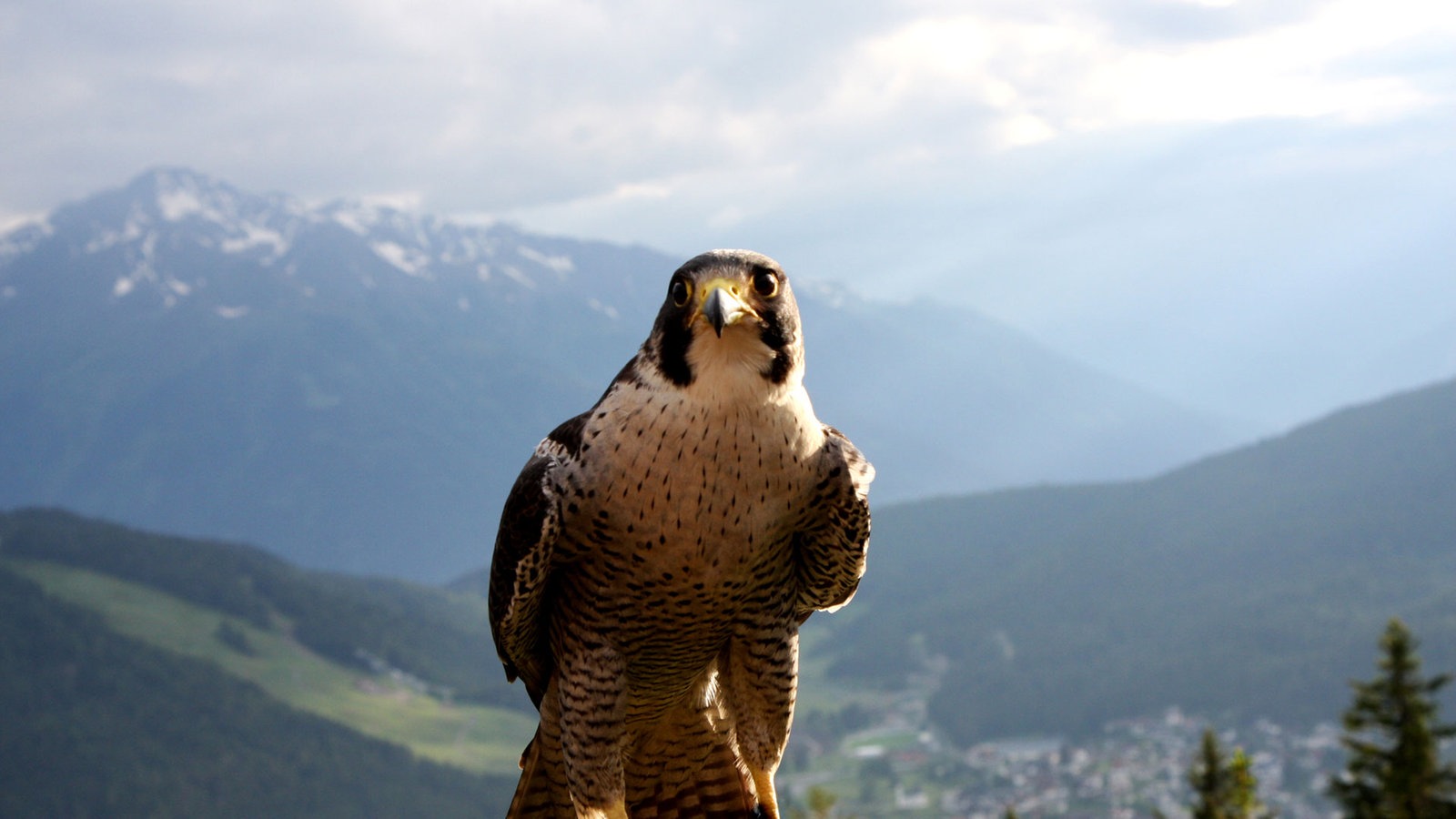 Seefeld - Ein Tierparadies der Alpen - Abenteuer Erde ...