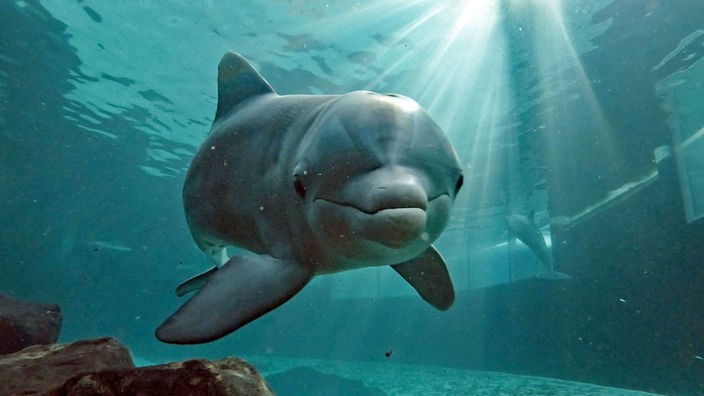 Ein großer Delfin schwimmt im seinem Becken und schaut duch die Glasscheibe in die Kamera.