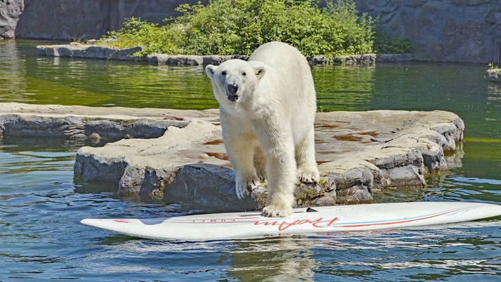 Ein Eisbär betritt vorsichtig ein Surfbrett im Wasser in seinem Gehege.