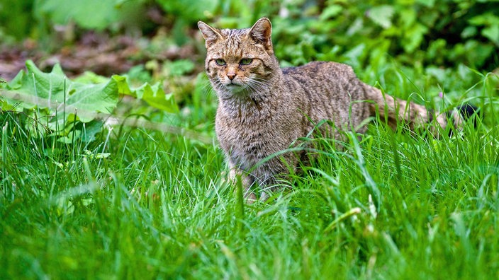 Wildkatze streunt über eine Wiese