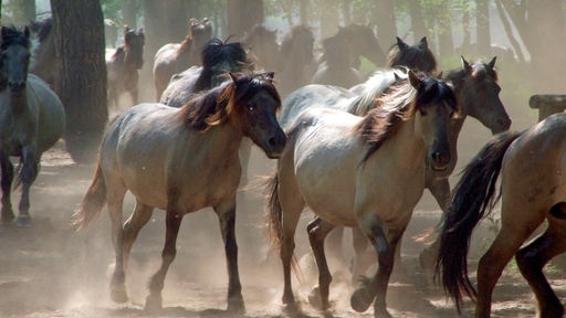 Eine große Herde von Dülmener Wildpferden gallopiert aus einem Wald heraus.