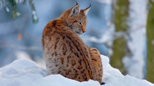 Ein Luchs sitzt im Schnee.