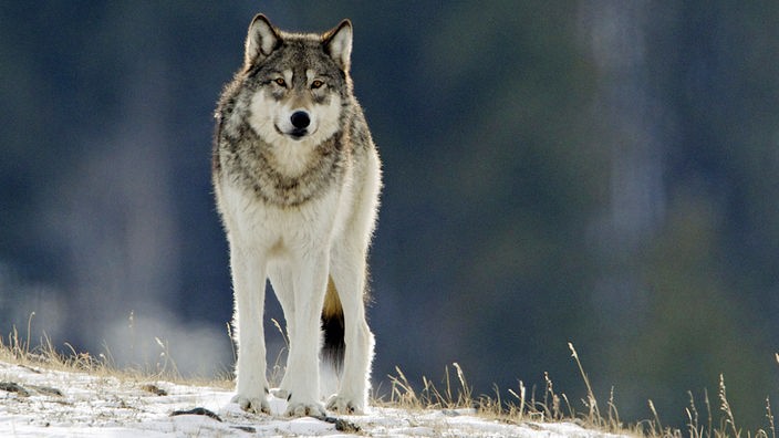 Ein kräftiger grauer Wolfsrüde schaut in Richtung Kamera.