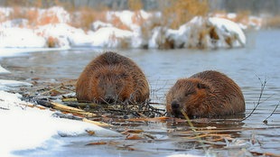 Zwei Biber im Winter fressen am Ufer einer verschneiten Flusslandschaft.