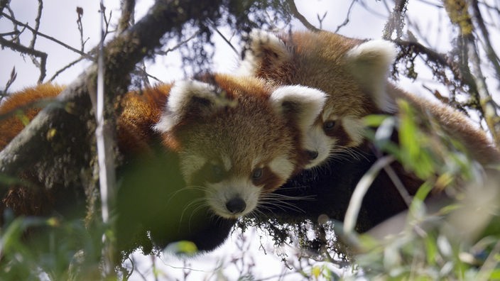 Eine Rote Pandamutter und ihrer Tochter sitzen in einem Baum.