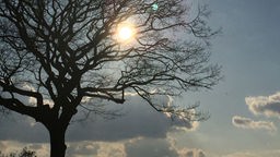 Frühjahr: Sonne und Wolken hinter einem Baum