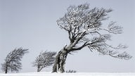 Bäume in eisigen Winterwinden.