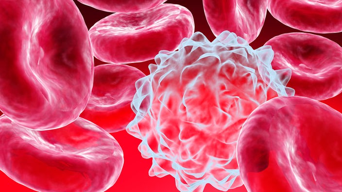 Rote und weiße Blutkörperchen