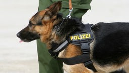 Polizeihund