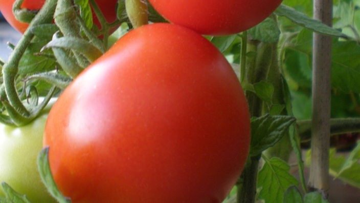 Tomatenstrauch mit einer roten Tomate