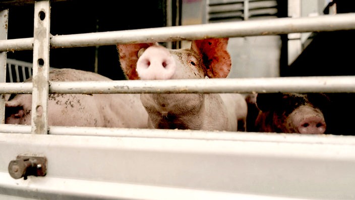 Eingesperrte Schweine hinter Gittern 