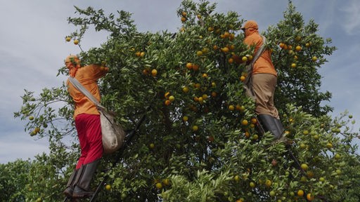 Arbeiter auf dem Orangenbaum