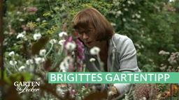 Gartentipp von Brigitte Bergschneider: Birgittite bei der Arbeit
