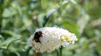 Biene sitzt auf einer Blume in Nabila Pelz Garten. 