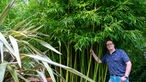 Thomas Seggewiß vor Bambus in seinem Garten. 