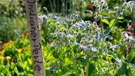 Detail aus Walburga Schillingers Garten: Kräuter 