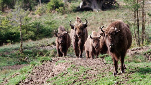 Büffel auf einer Wiese