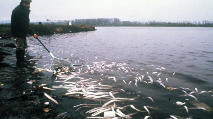 Tote Aale werden ans Rheinufer gespült